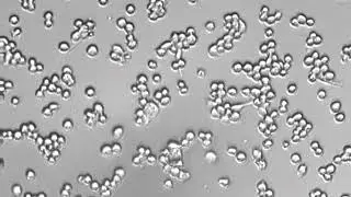 M0 Macrophages moving across cell culture dish