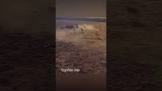 Курица уходит от погони волков, похищение гуся, волки против лошади.