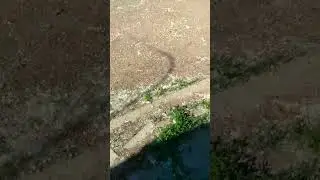 Тополя тополя все в пуху....