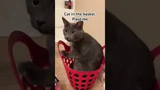 Cat in the basket #shortvideo #cat #russianbluecats #catlover #catvideos