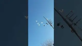 Простые, лётные голуби. Ростовская область, Белая Калитва.