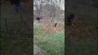 не уловимый пёс