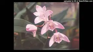 Polygon City - Gnosiology of an orchid
