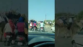 Crossing camel herd blocks the highway #Shorts