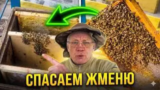 Как спасти слабые семьи пчел весной Метод по спасению пчел Пчеловодство зимовка пчел