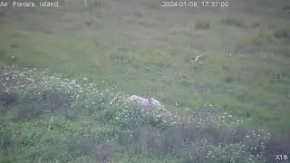 Wally Nesting Amongst the Flowers
