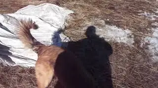 Последнее сено