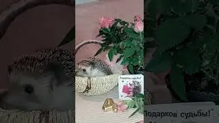 Нам 4 годика 🎉🎉🎉, ура!!!