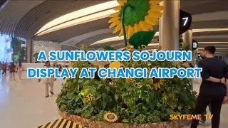 A SUNFLOWERS SOJOURN DISPLAY AT CHANGI AIRPORT | @SKYFEMETV