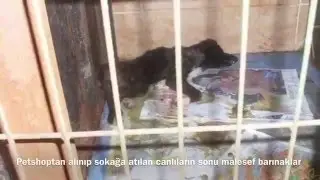 Petshop Gerçeği Nedir ?