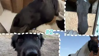 Random vlog #2 | 𝐻𝐴𝑙𝑖