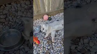 relaxing husky 