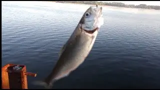 Рыбалка. Приехали на пузанка, а там...