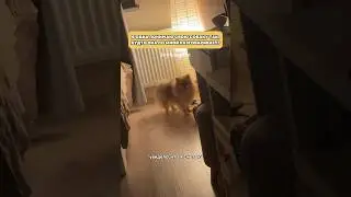 А вы говорите, животные не умеют говорить…Они и наедут, когда надо😅 