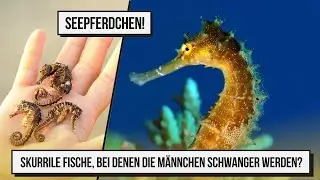 Seepferdchen | Wenn Männer schwanger werden!