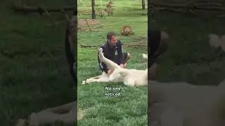 Heroic Tiger Saves Man From Leopard Attack  🥲❤️ 