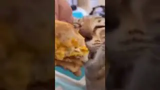 Прожорливый котик #еда#кот#мемы#мем#shorts#video#вкусно#бутерброды#кушать#cat#cute#готовка#улица#mem