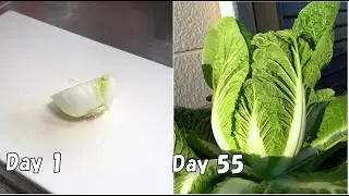 Regrow Chinese cabbage from store-bought Chinese cabbage