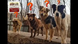 Кто к нам приехал? Реакция собак.#dogs #бездомныеживотные #собака