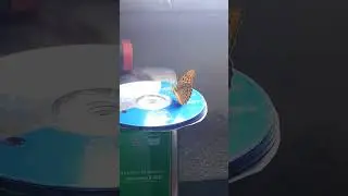 Butterfly in my lab
