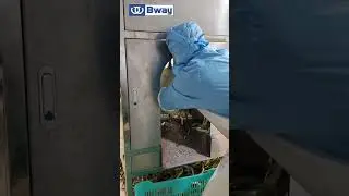 How to peel jackfruit by bulk?Jackfruit peeling machine no break jackfruit