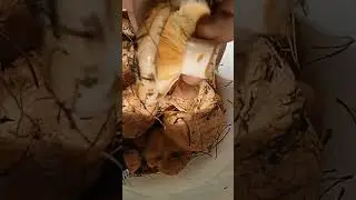 Когда приехал из леса и говорю,что нет там грибов!