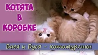 Kittens in the box. Games of kittens.