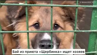 Бай из приюта «Щербинка» ищет свою семью! Проект Собака Юзао