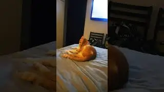 #cat