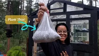The most AMAZING cover crop (I'll explain why! ✨️)
