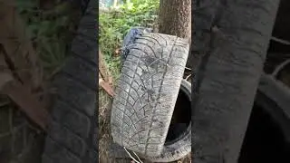 шины dunlop