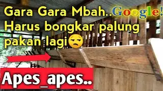Ukuran ketinggian palung pakan dari lantai || Khusus untuk breading || Ternak Kambing
