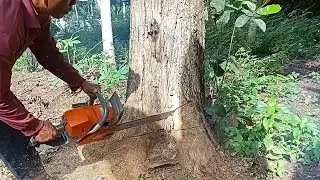cut down 2 teak trees and a large Albasia tree#cutdowntrees#cutting#trees