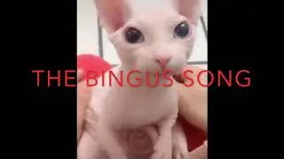 Bingus music (from the upcoming film Bingus Quest)