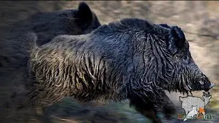 CHASSE EN BATTUE TIR DE SANGLIER,CHEVREUIL ET RENARD