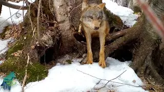 Wolf Rescues 7 Pups from Flooding Den near Voyageurs National Park, Minnesota