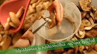 Processing and preparation of forest mushrooms.