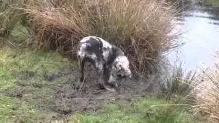 Jack playing in the water #3