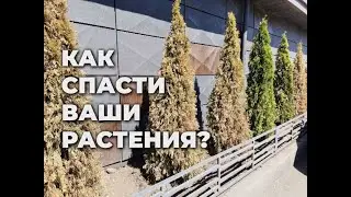 Мы поможем спасти ваши растения