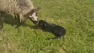 Ласковая мама и новорожденный ягненок