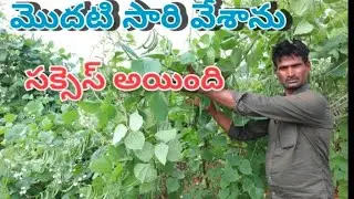 broad beans farming in telugu/ మొదటి సారి వేసాను, ఇరగ కసిన చిక్కుడు