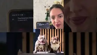 Щенки американского Булли в питомнике Brutal Bully. Тип микро. Ватсап 89955969901