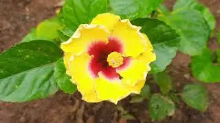 Hibiscus timelapes 🤩 | 10 days in 40 second |