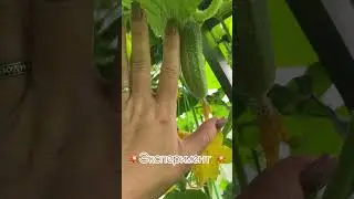 И это правда🤣🤣🤣 #колесникованаталья #прикол