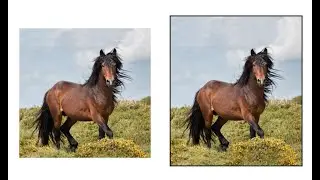 Corel Draw/ PhotoPaint - Change the dimensions of a photo without distorting it.