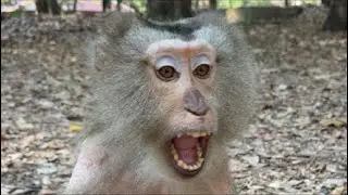 Oldest monkey in the world