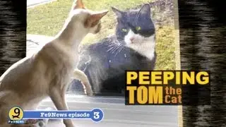 Peeping Tom Cat. Fe9News Episode 3