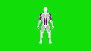 Muscles - ABDS / TRICEPS / BICEPS - Green Screen 4k FREE DOWNLOAD