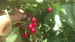 Вишня Чудовишня (Чудо-вишня, Чудо Вишня). Гибрид вишни с черешней. Отзыв и видеообзор от Макси Сад.
