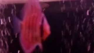 pecera